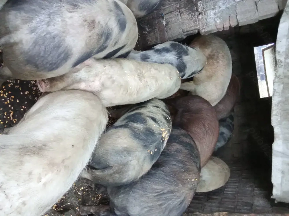 vînzare porcii pentru sacrificat 