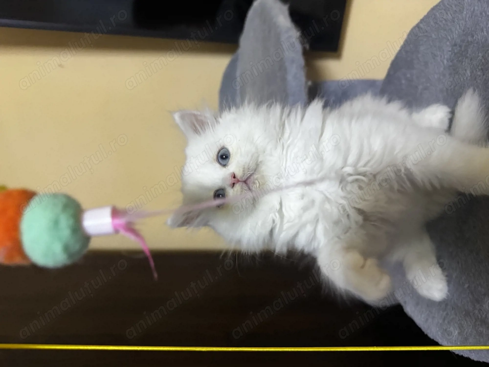 British longhair alb