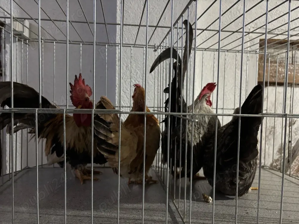 De vanzare gainuse chabo