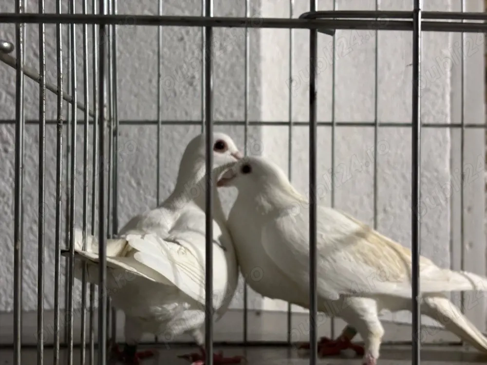 De vanzare voiajori albi si galbeni si o pereche de kingi 