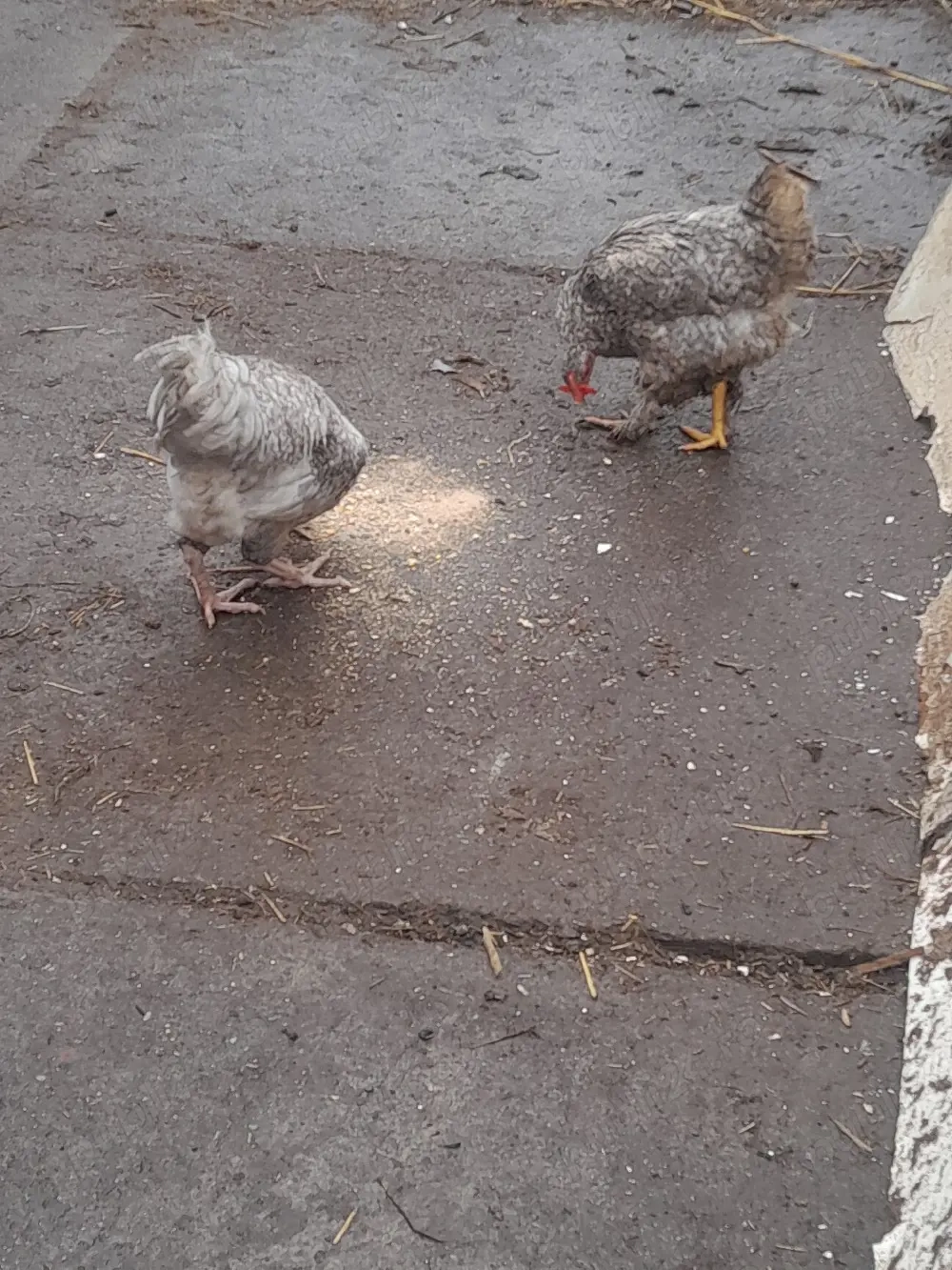 pereche Brachman albastru metizuri 