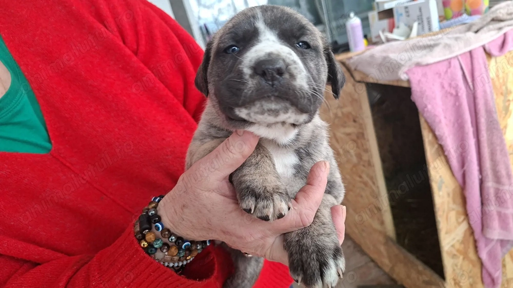 Dog argentinian  Amstaff