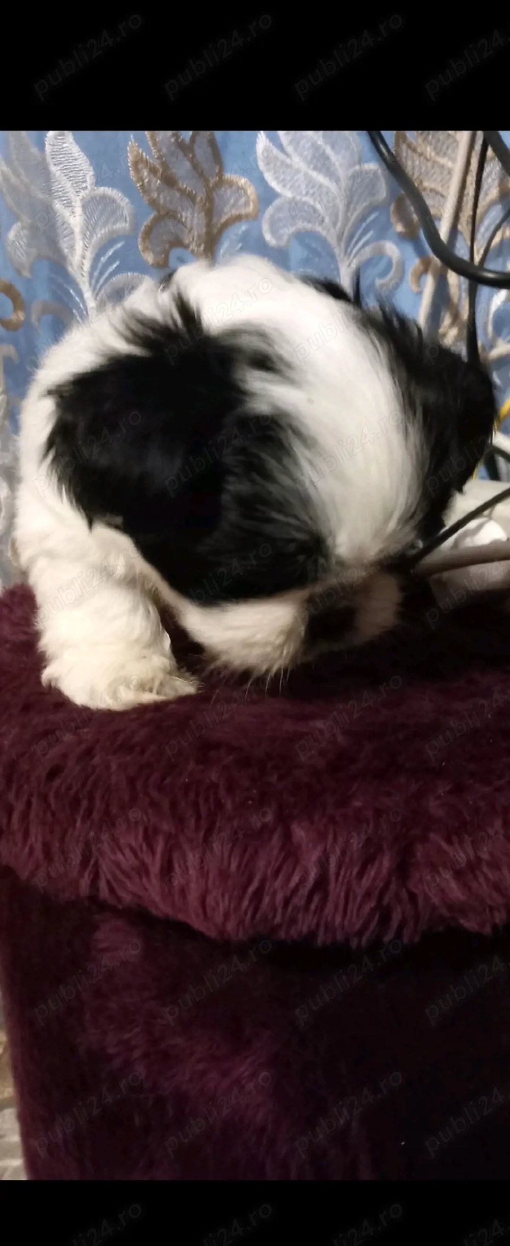 Puiuti shihtzu superbi