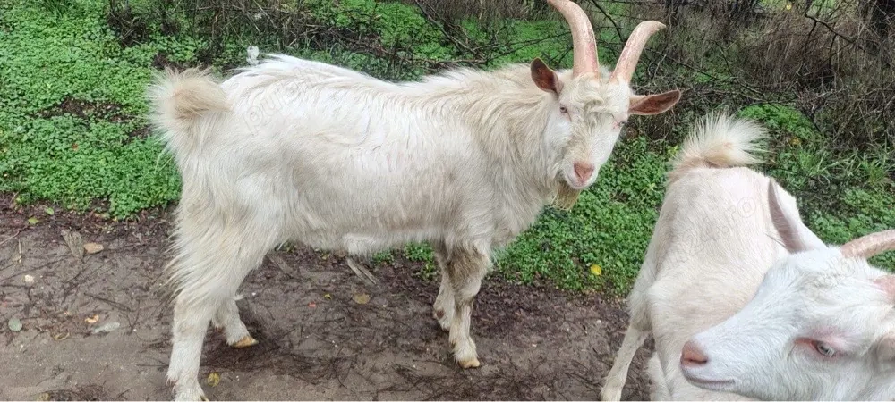 Țap de rasa saanen   capra 