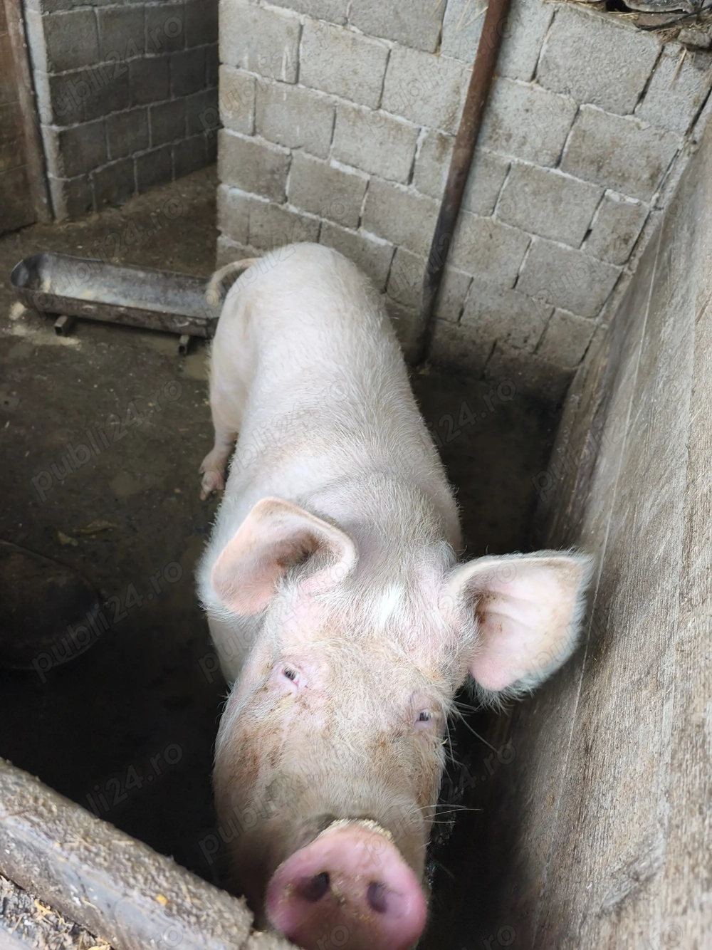 Vând scroafa pt sacrificat sau pt reproductie