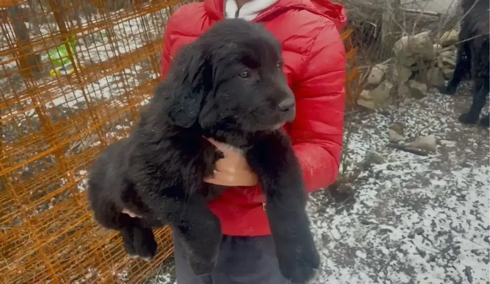 Pui Ciobanesc Corb Originali