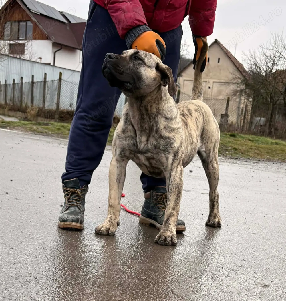 Presa Canario femela 7 luni