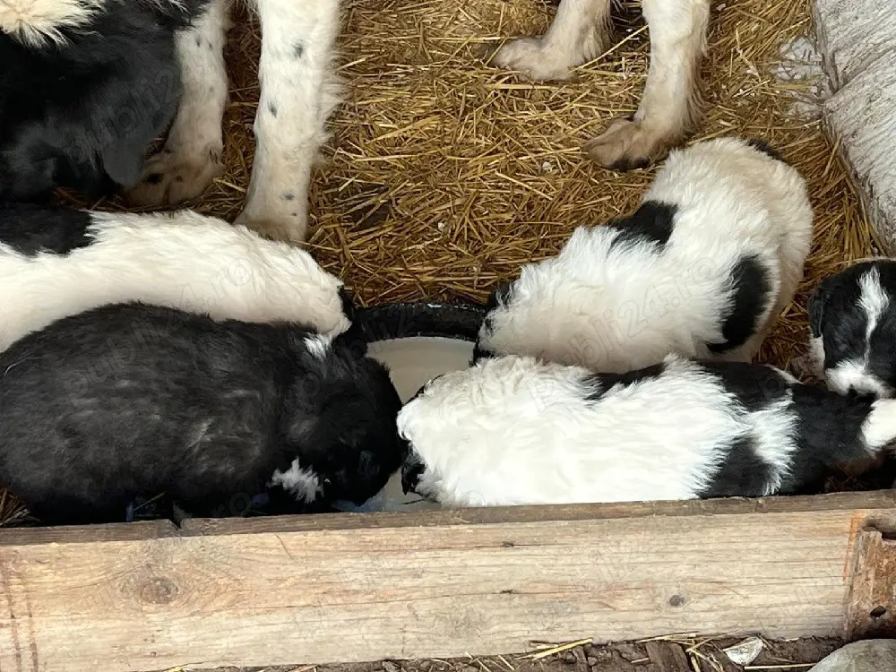 Căței Ciobănesc de Bucovina 