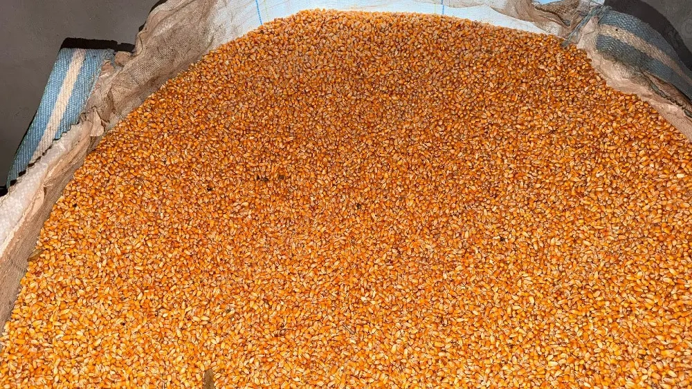 porumb boabe de vanzare 