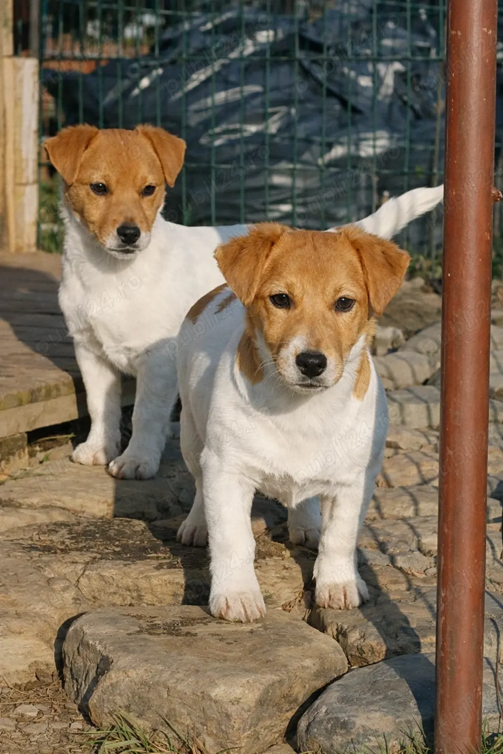 Jack Russell (6 luni) M+F