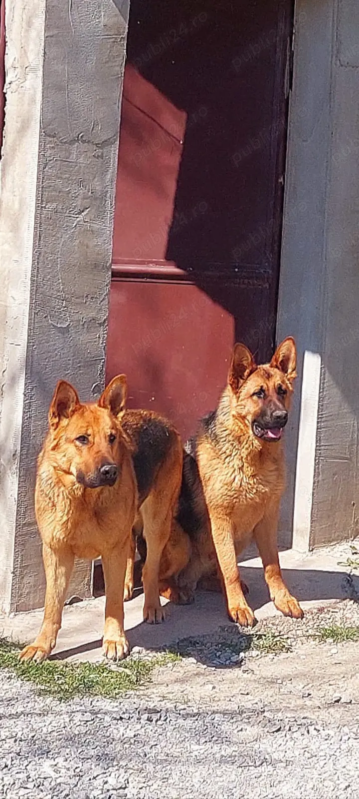 pui ciobanesc german