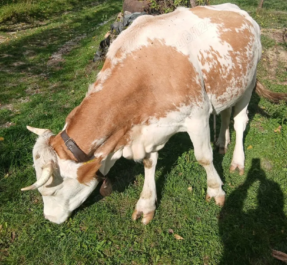 Vand vacă gestantă 