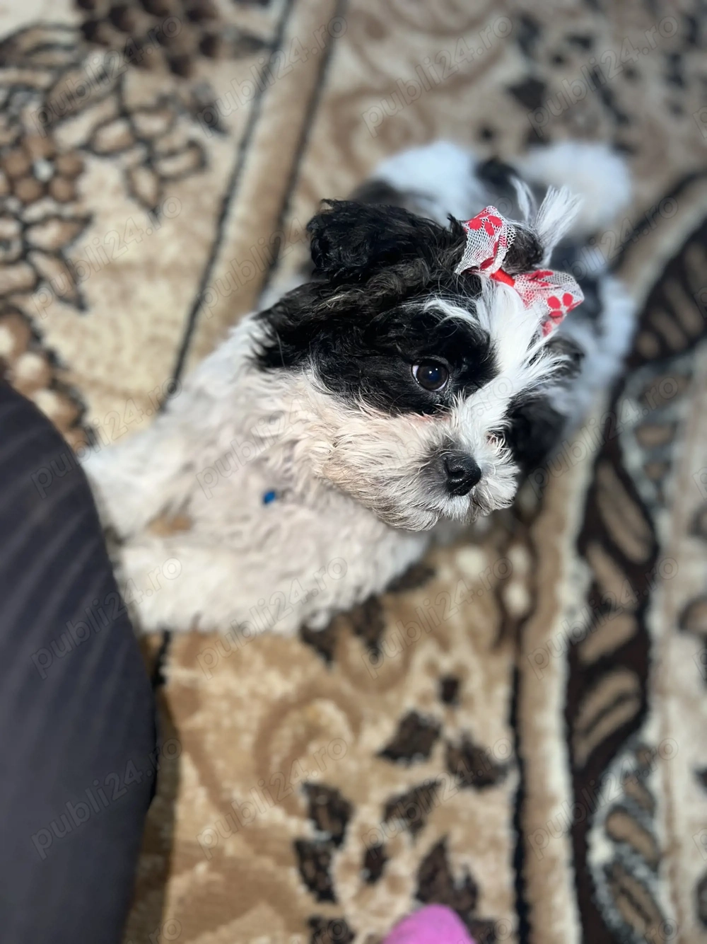Puișor de Shih tzu caută căsuța nouă 