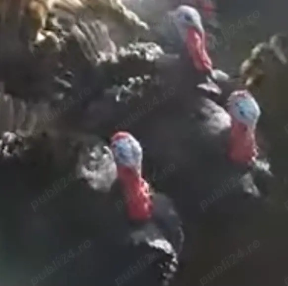 Curcani de vânzare !!!