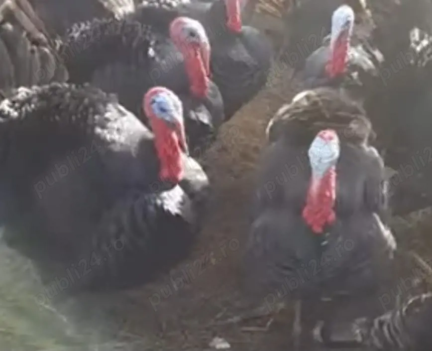 Curcani de vânzare !!!