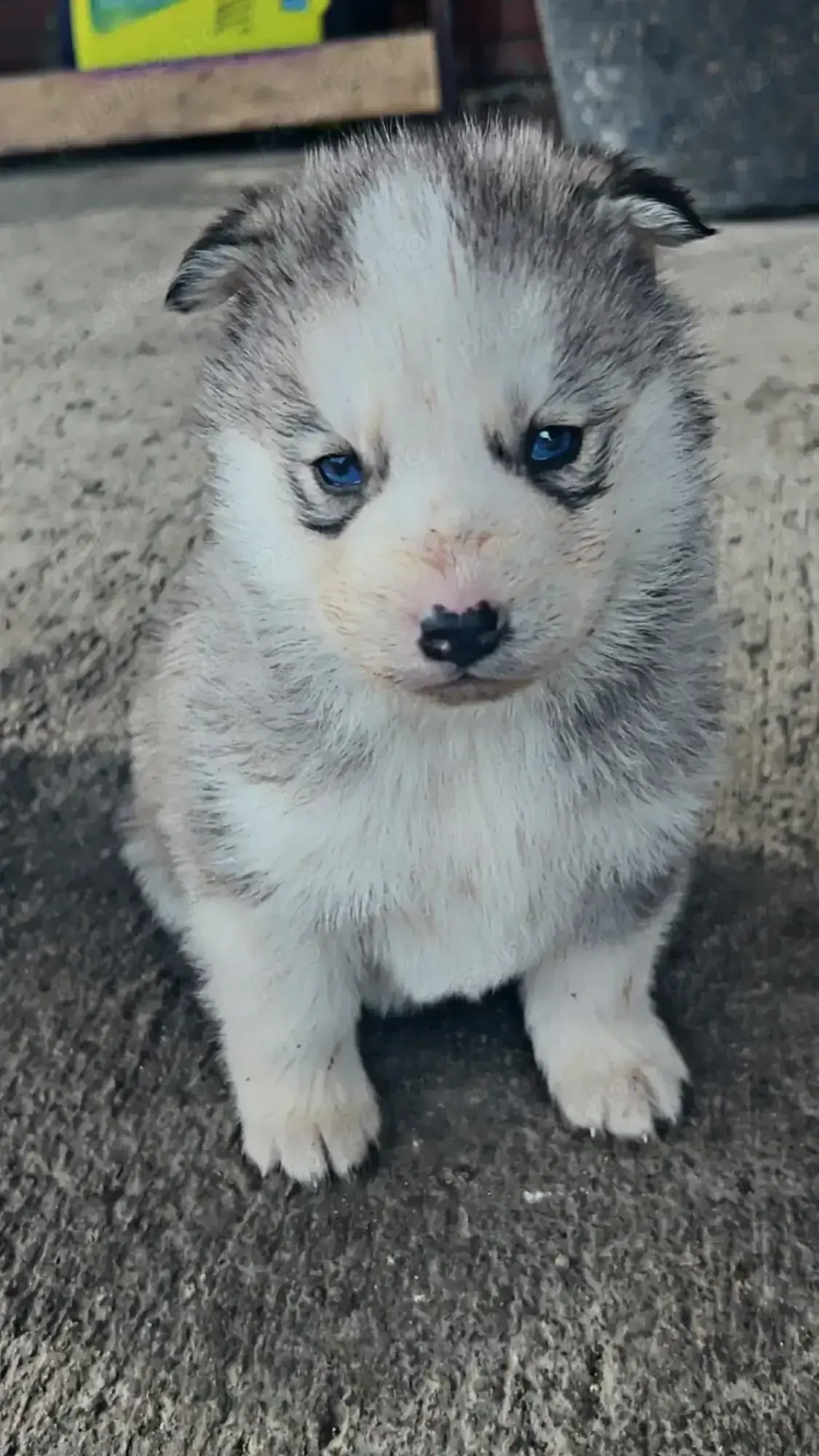 Vând căței Husky 
