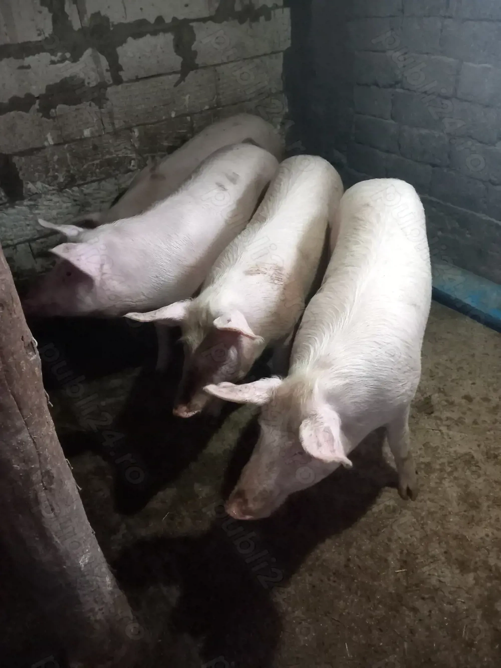 Vand porci pentru proțap 