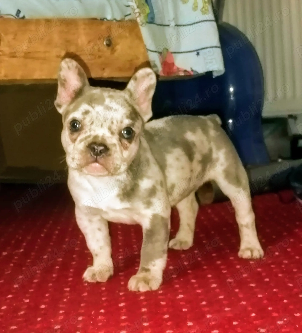 Vând pui buldog francez 