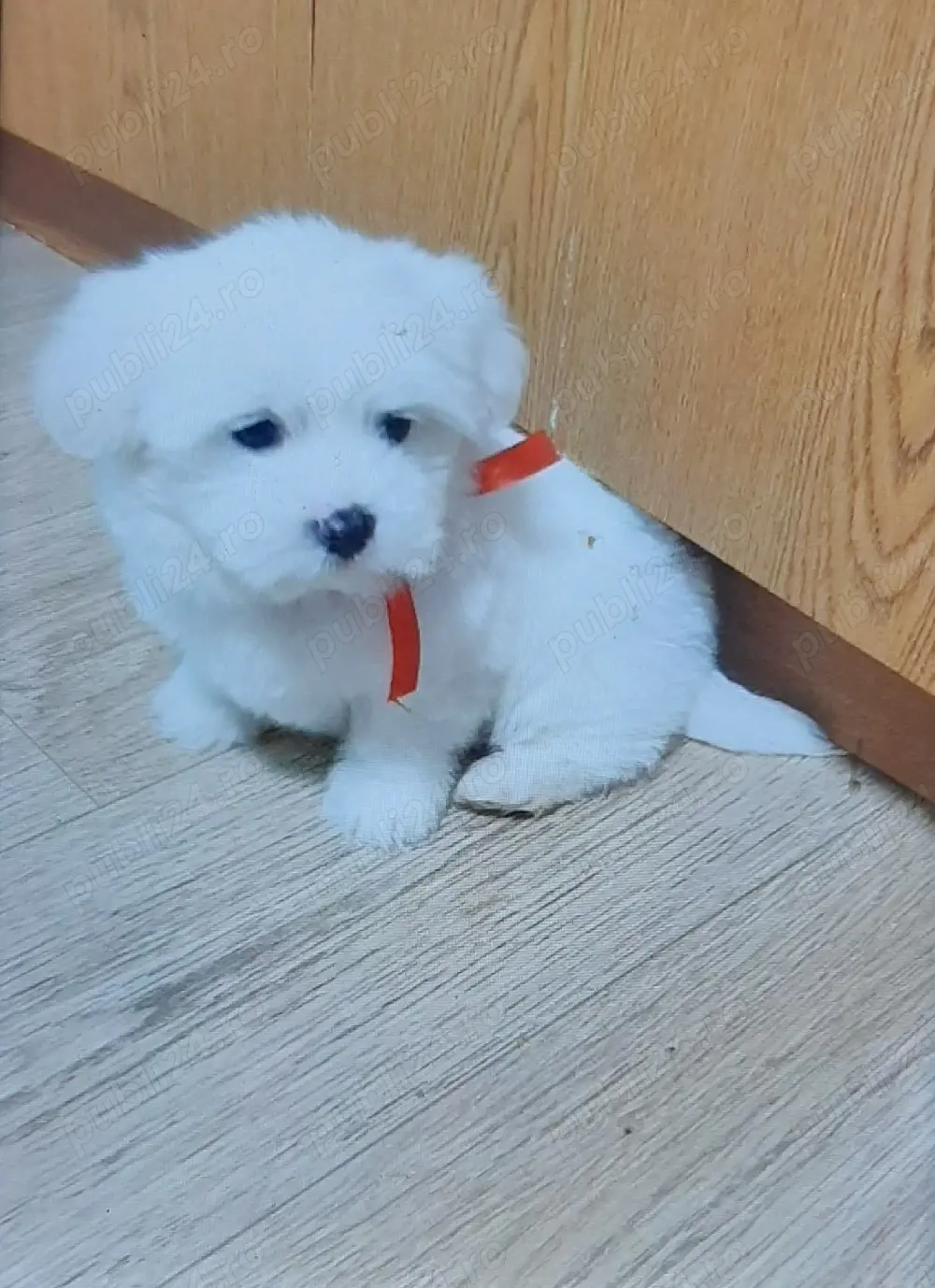 Vand bichon miny toy fetita 7 saptamani
