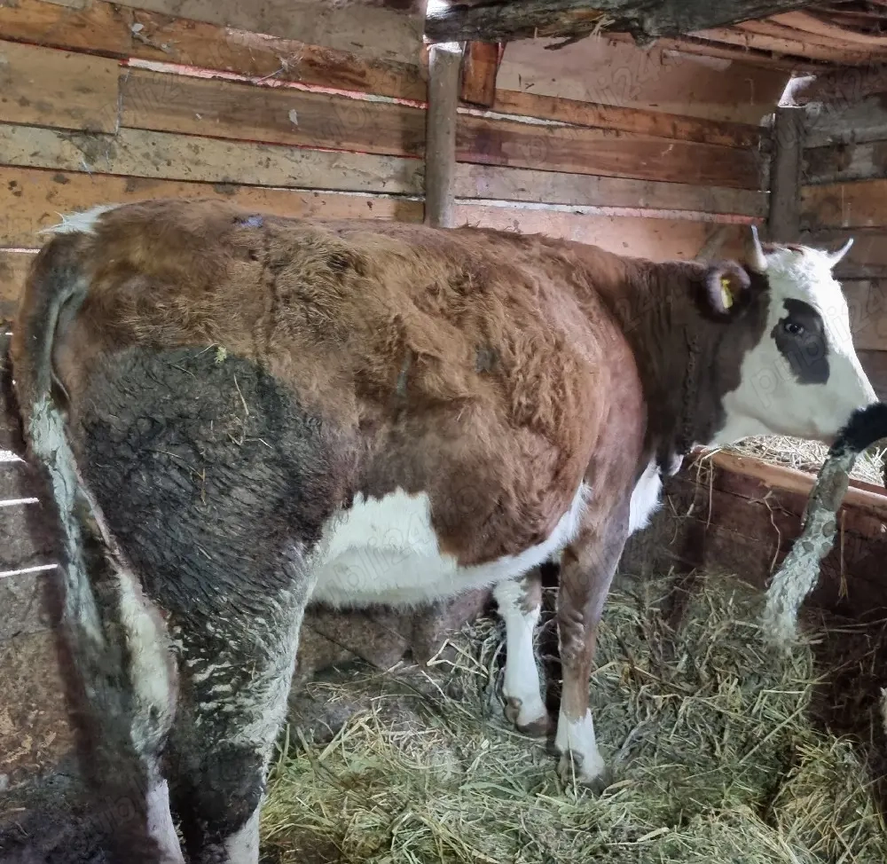 Vand juninca la prima fatare 