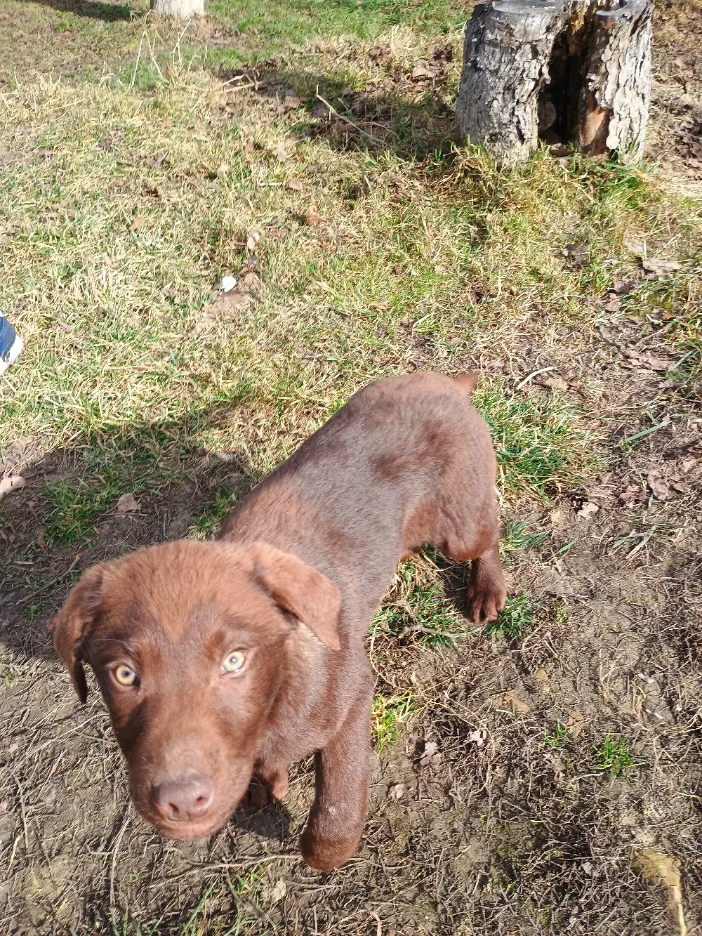Vând Labrador Retriever Ciocolatiu 