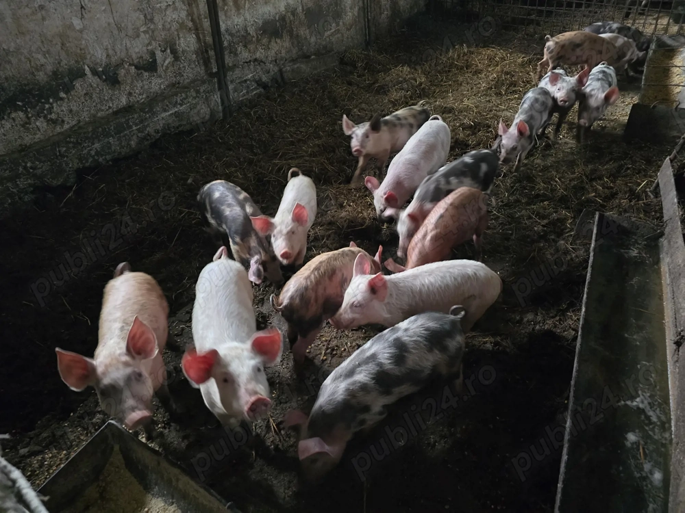 Vand purcei si grasuni