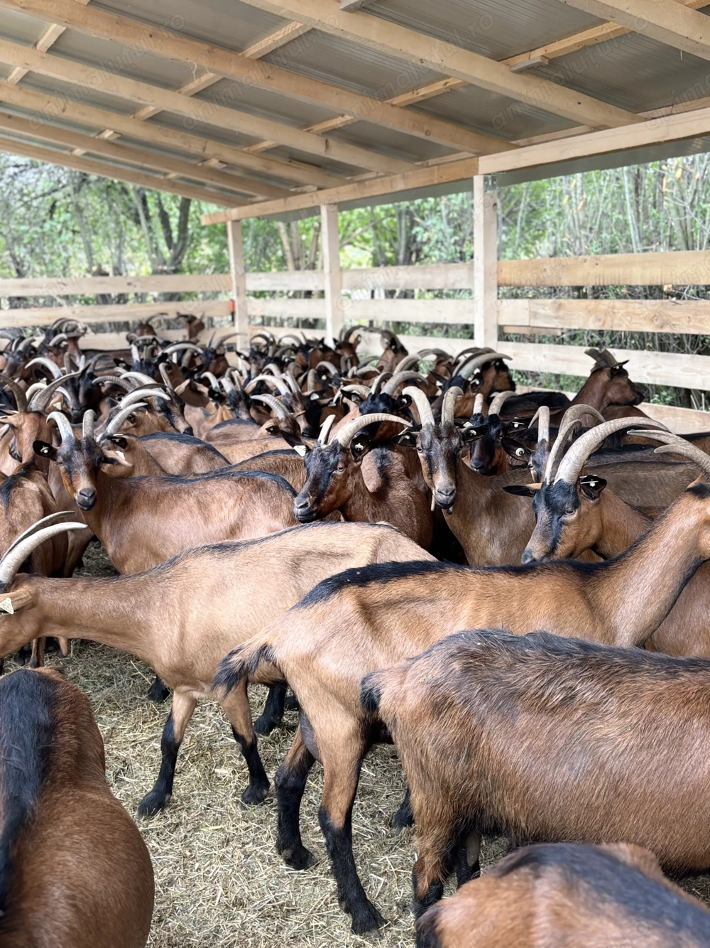 LOT capre alpine franceze si saanen gorj