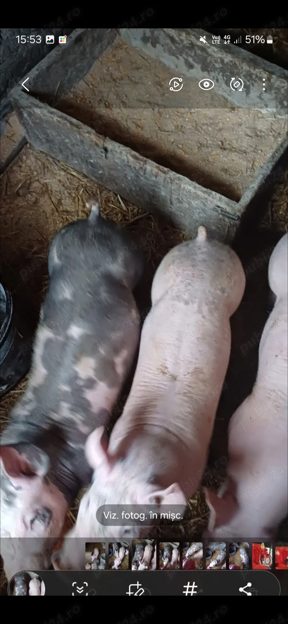 Vând purcei rasă Pietran greutate 30 de kg bucata 