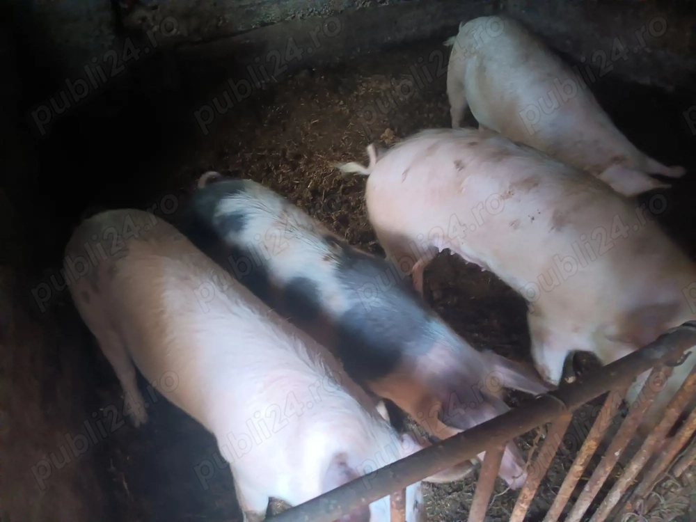 Vand porci  100-140 kg