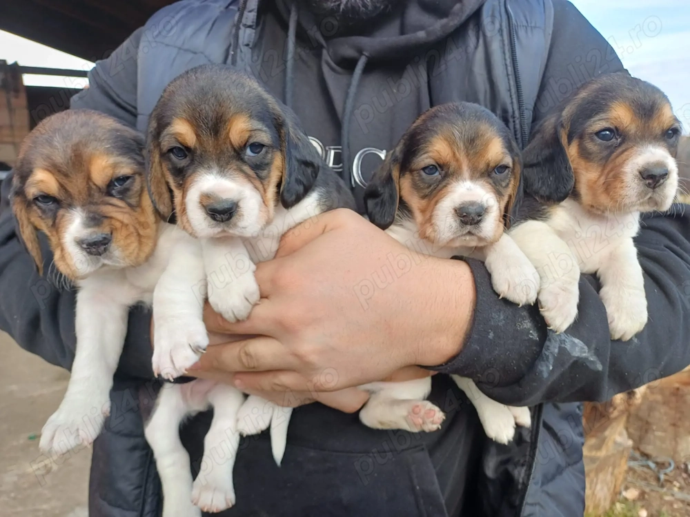 Beagle tricolor de rasa 