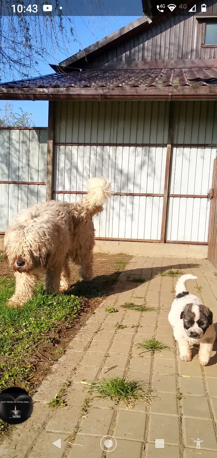 Cățea Ciobanesc Mioritic 