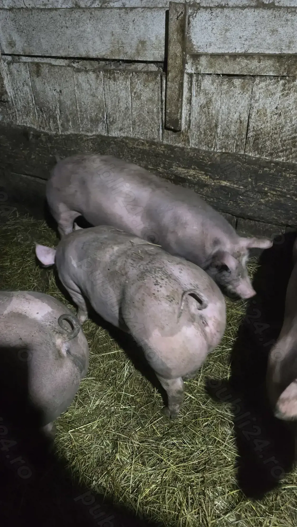 Vand 2 scrofițe pietrain pentru reproducție!