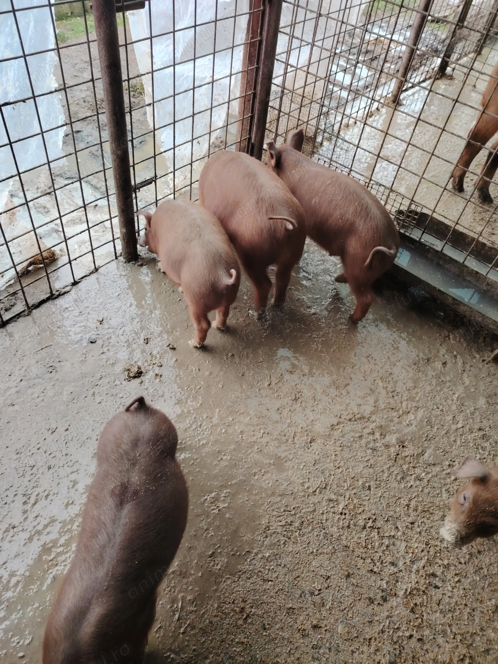 Purcei DUROC originali