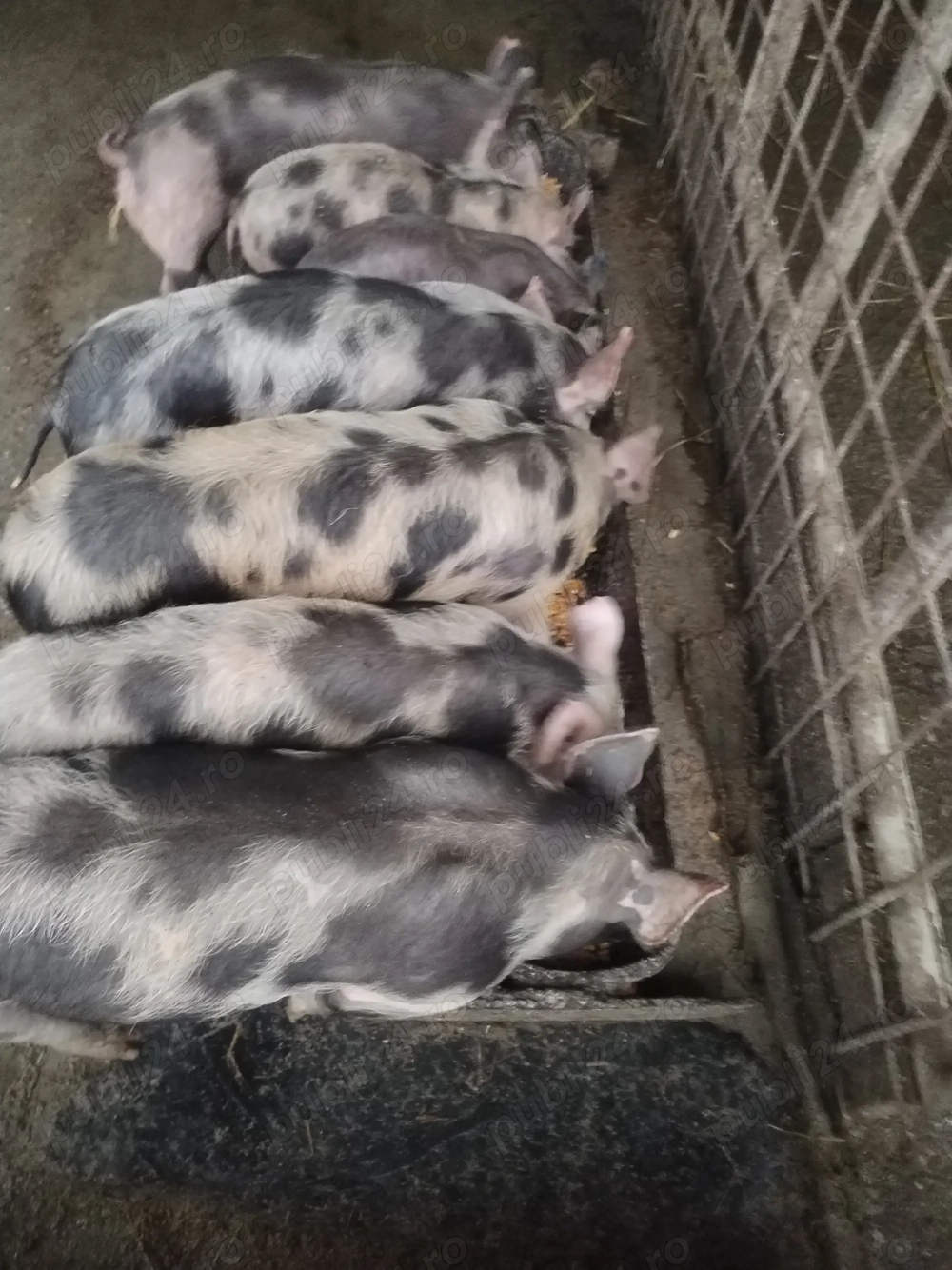 Purcei de rasă landras și Pietrean 