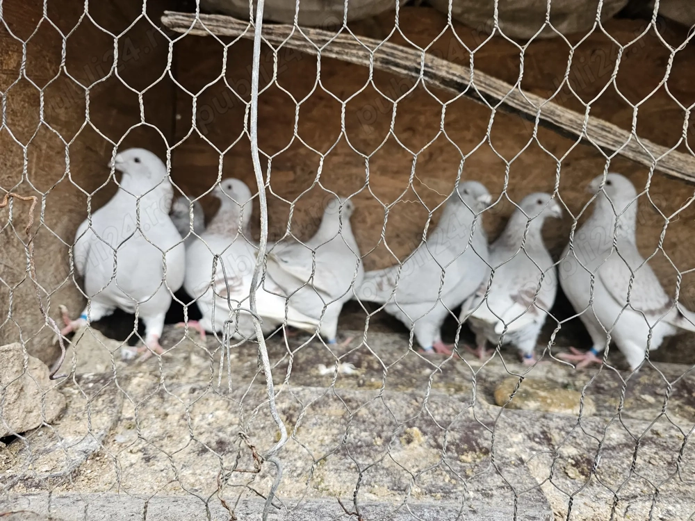 Porumbei voiajori standard pui si maturi