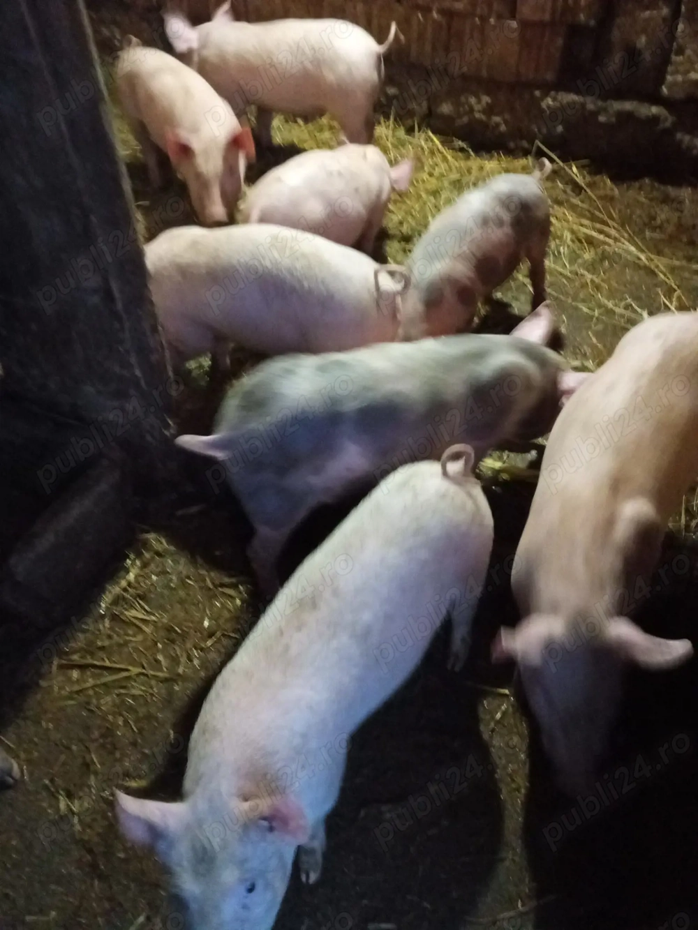 Vând Porci marele alb