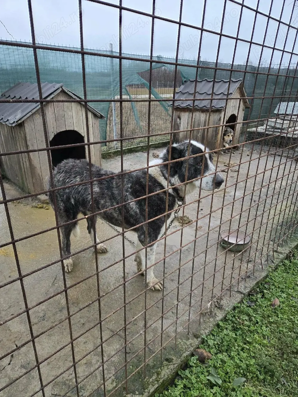 Vand femela Asia centrala