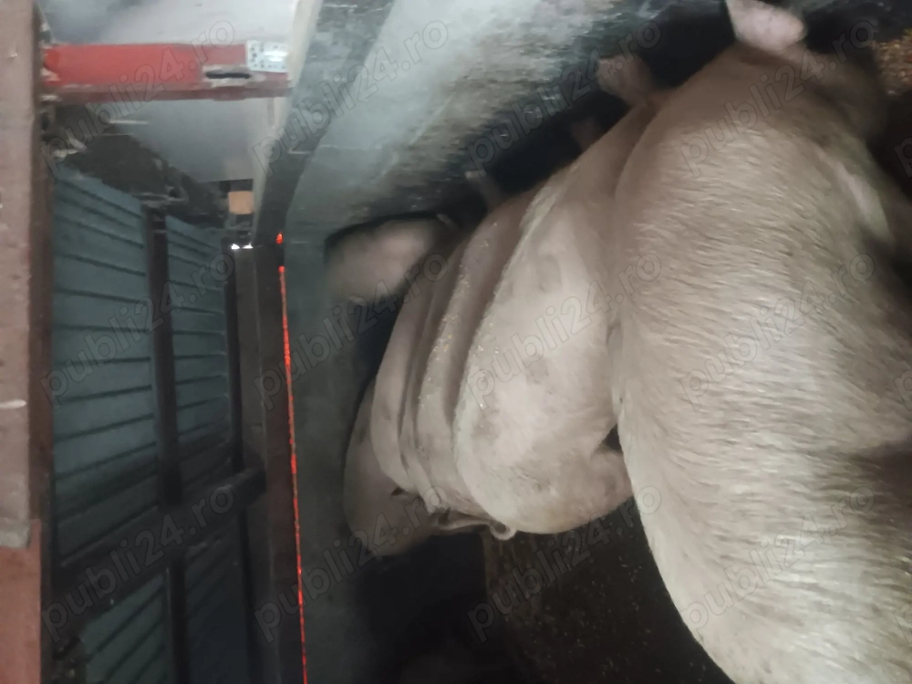 Marele alb 120-150 kg 