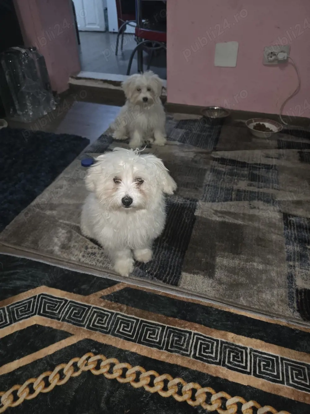 de vazare 6 luni detali la nr  