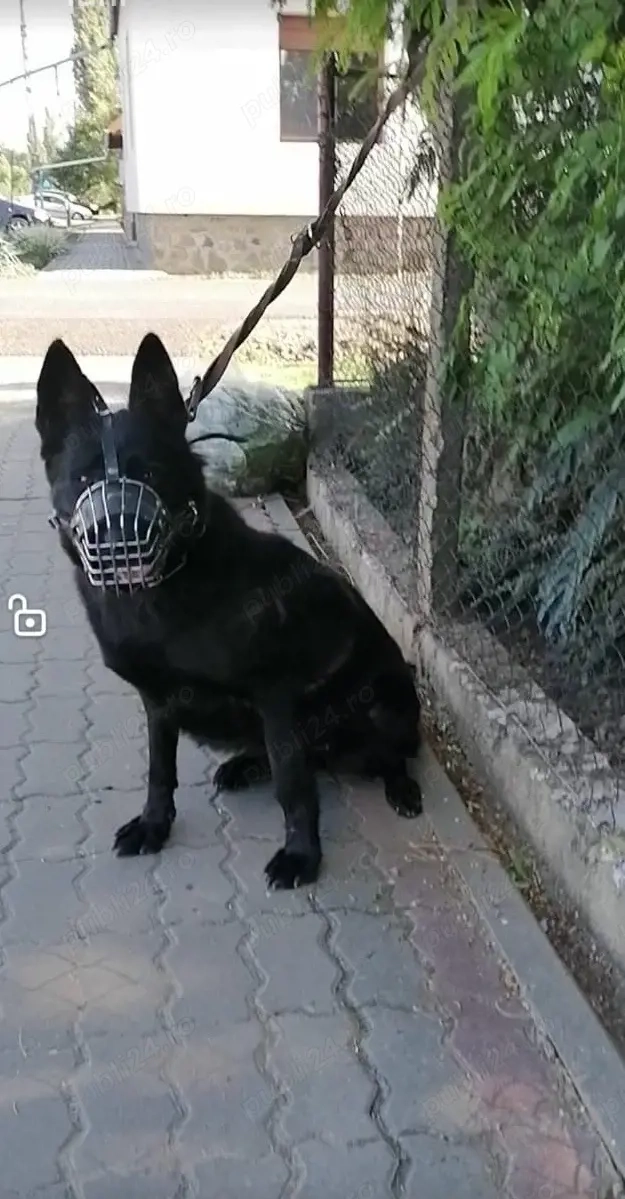 Femela ciobanesc alsacian