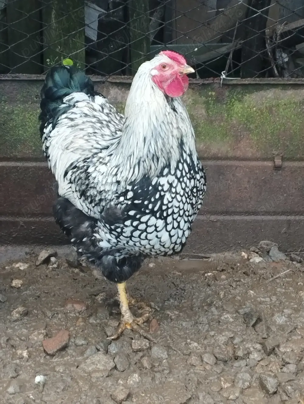 Oua de incubat din găini Wyandot argintiu și Wyandot Porumbac talie mare 