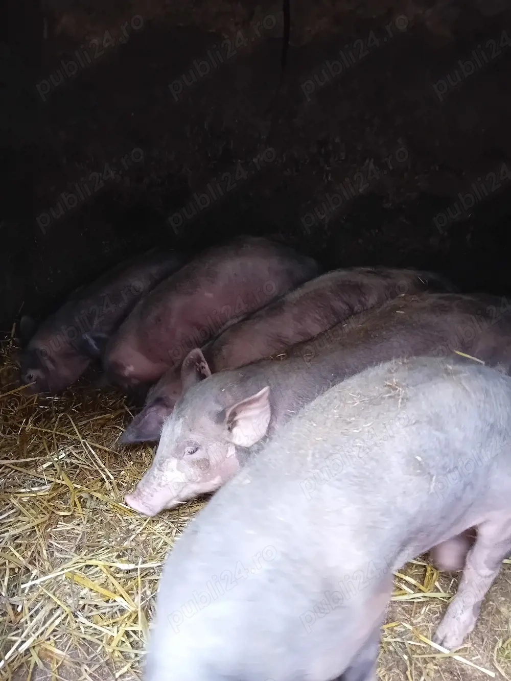 Purcei rasa de carne