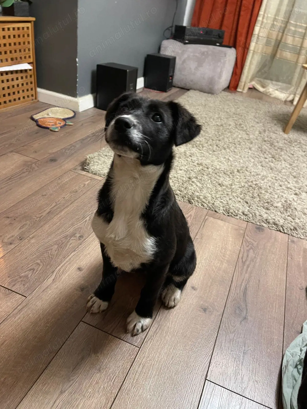 2 Cateluse surori pentru adoptie URGENT