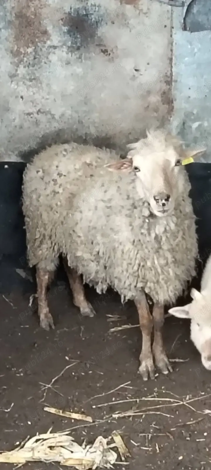 Vând oaie. De tăiat 