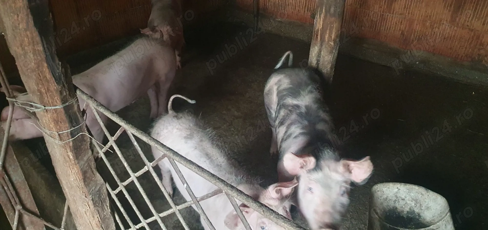 Vand purcei rasa pietrain