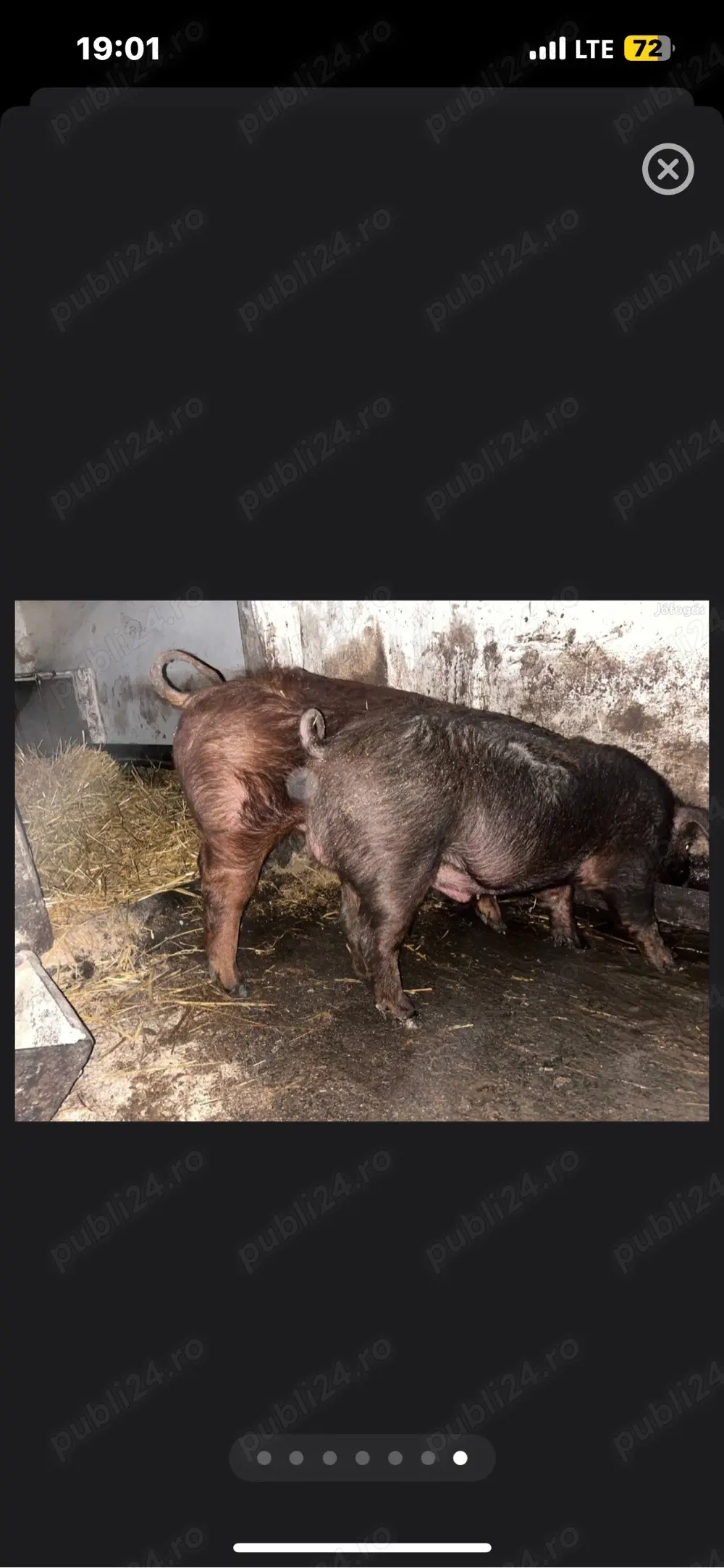 vand vier durok si o scrofița duroc curat 