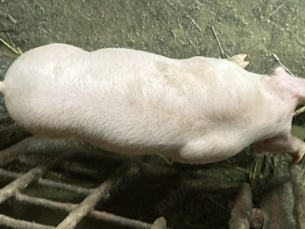 Purcei de vinzare marele alb landras