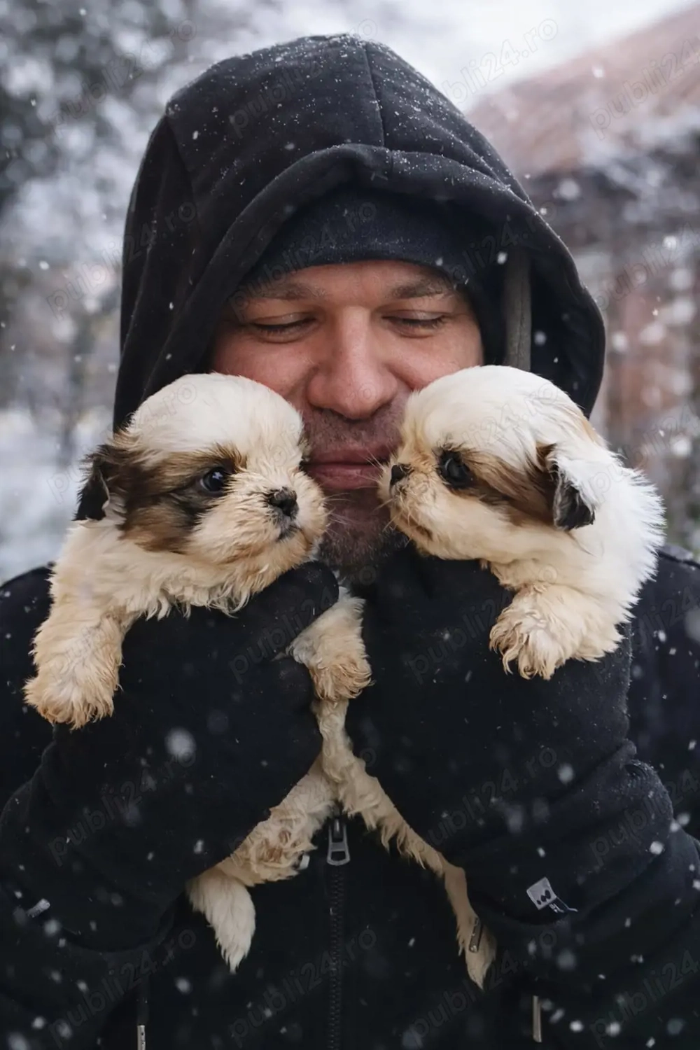 shih tzu talie mică botic turtit ajut cu transport în țară