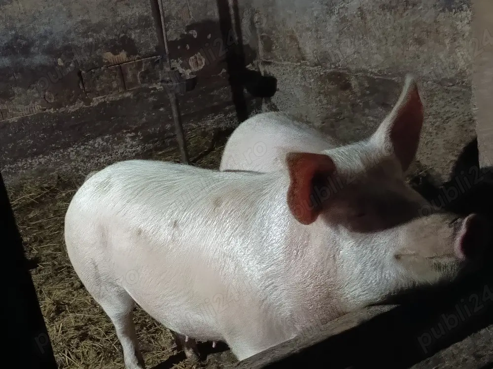 Vând Porc marele alb 
