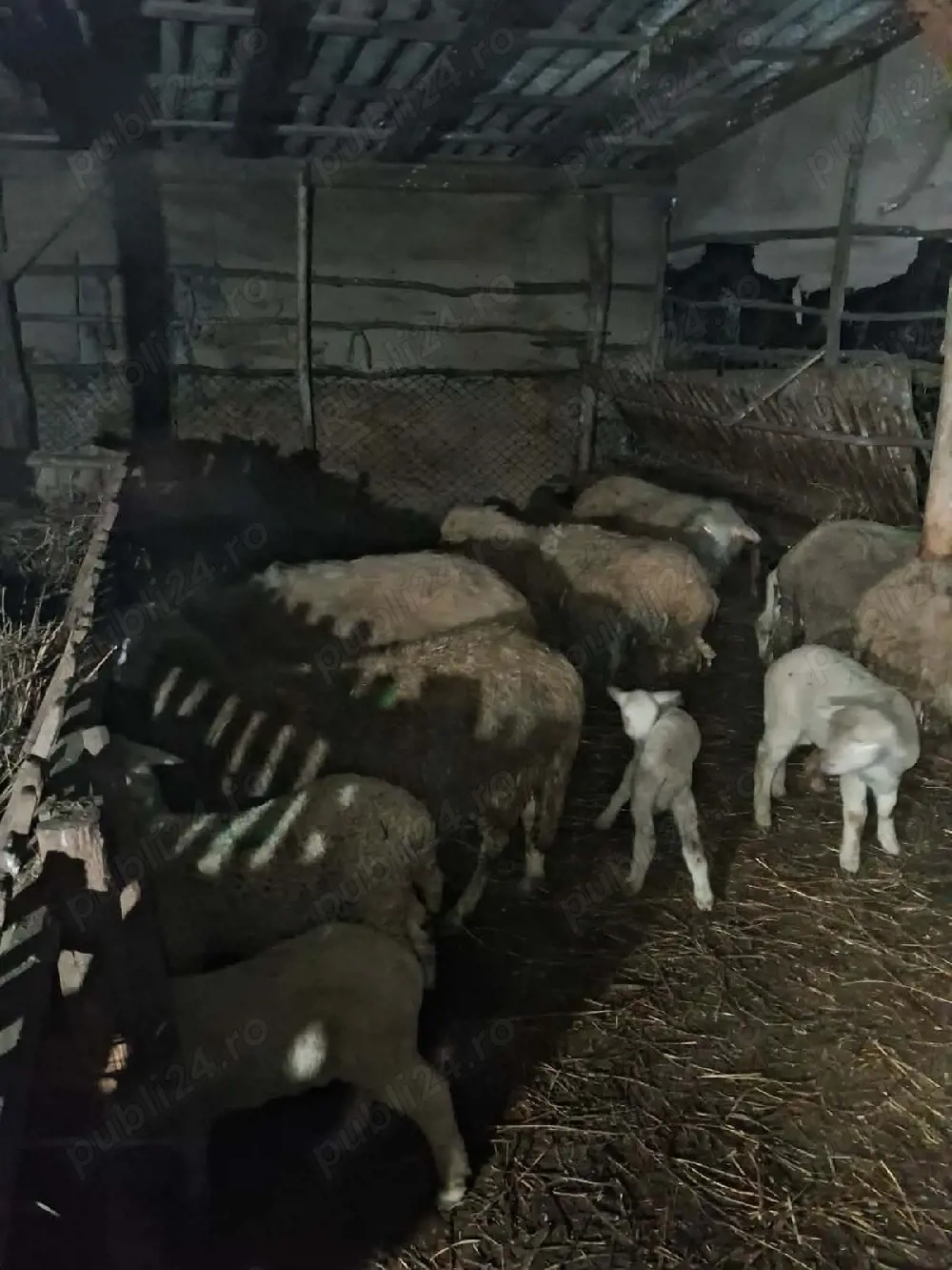 Vand 20 oi cu miei si  2 gestante